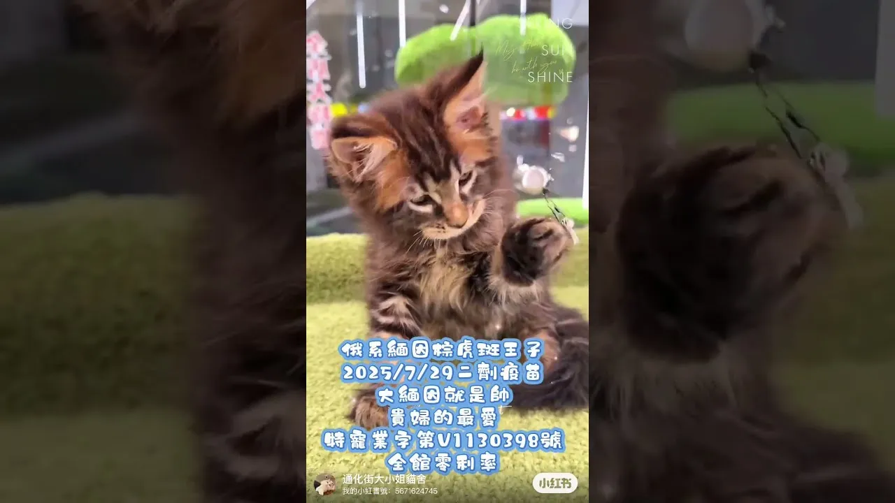 俄系緬因貓王子