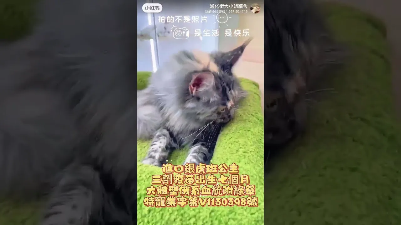 進口緬因貓附綠單