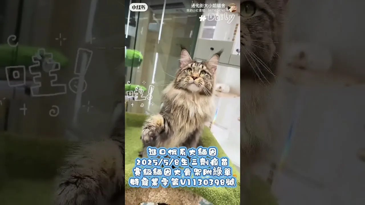 進口俄系大緬因附綠單