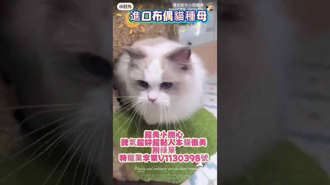 進口布偶貓種母