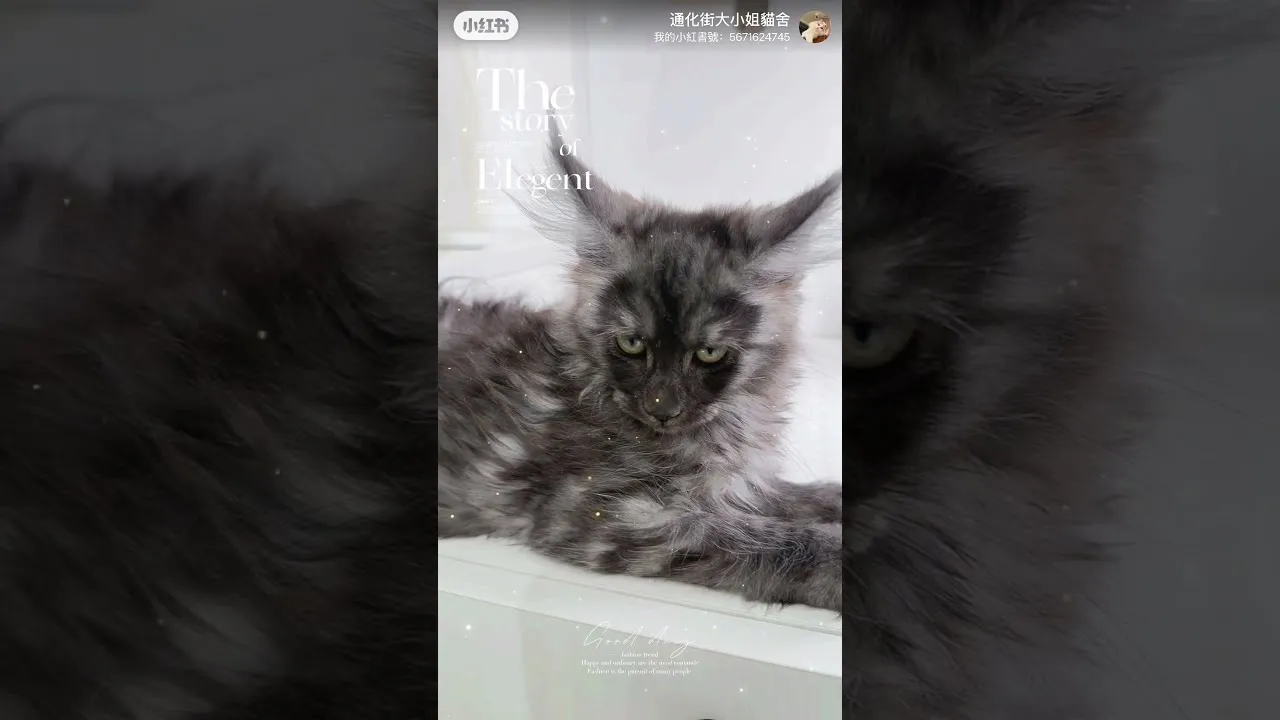 客戶分享 - 煙燻黑緬因貓