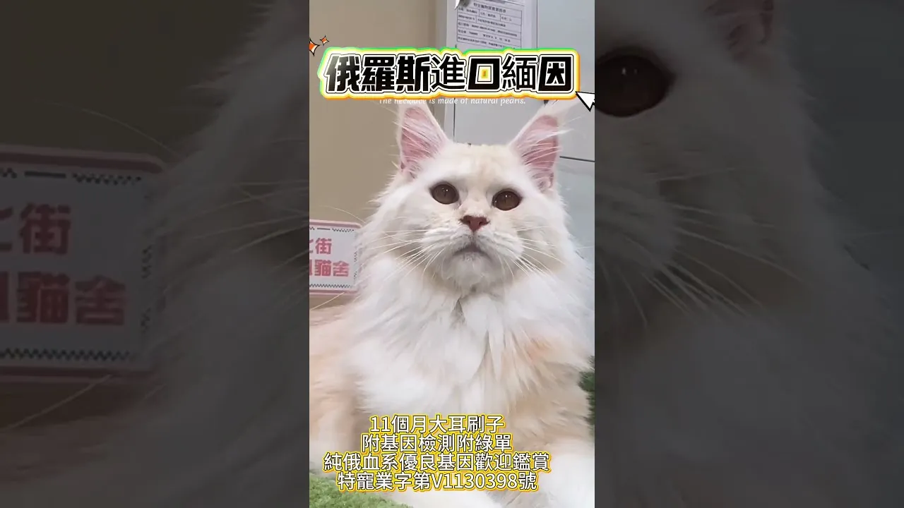 俄羅斯進口緬因