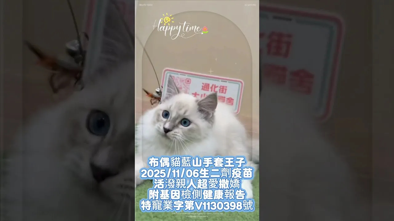 布偶貓藍山手套王子