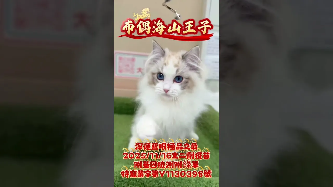 布偶貓海山王子