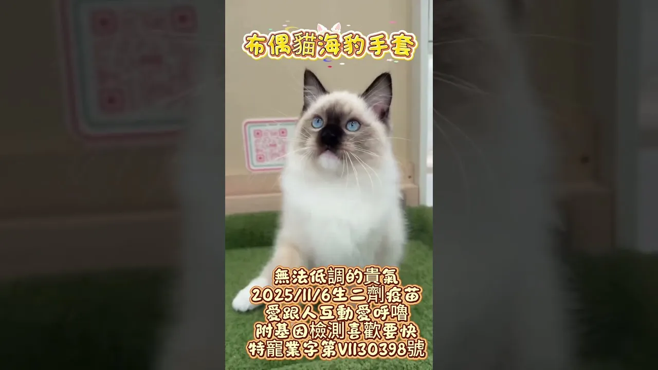 布偶貓海豹手套