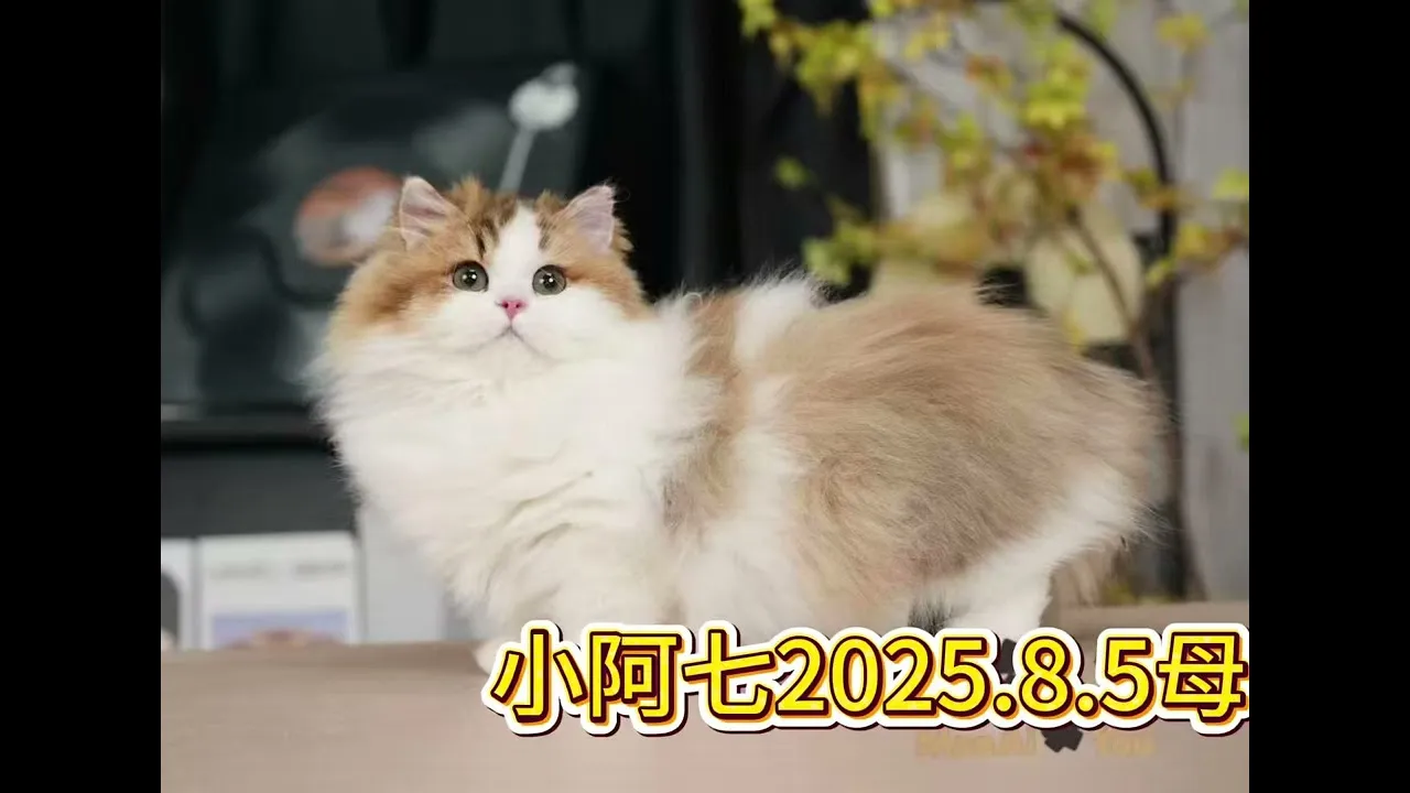 四月來台敬請期待