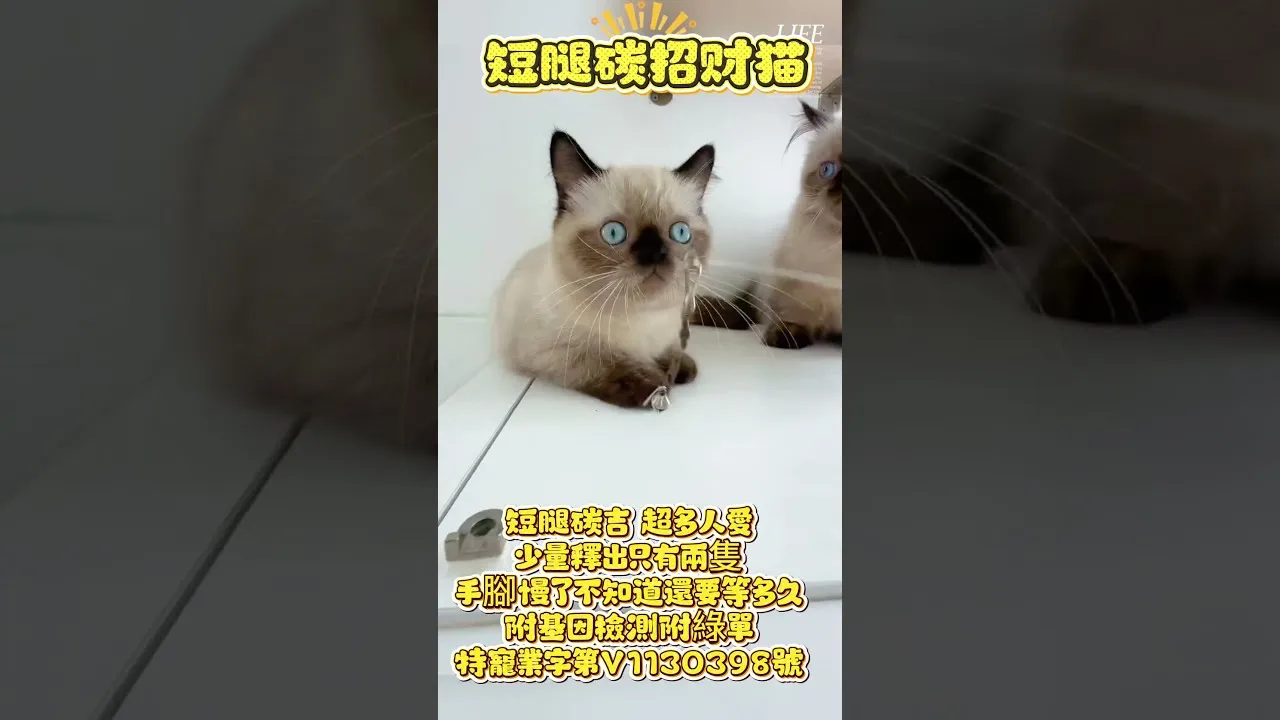 曼赤肯