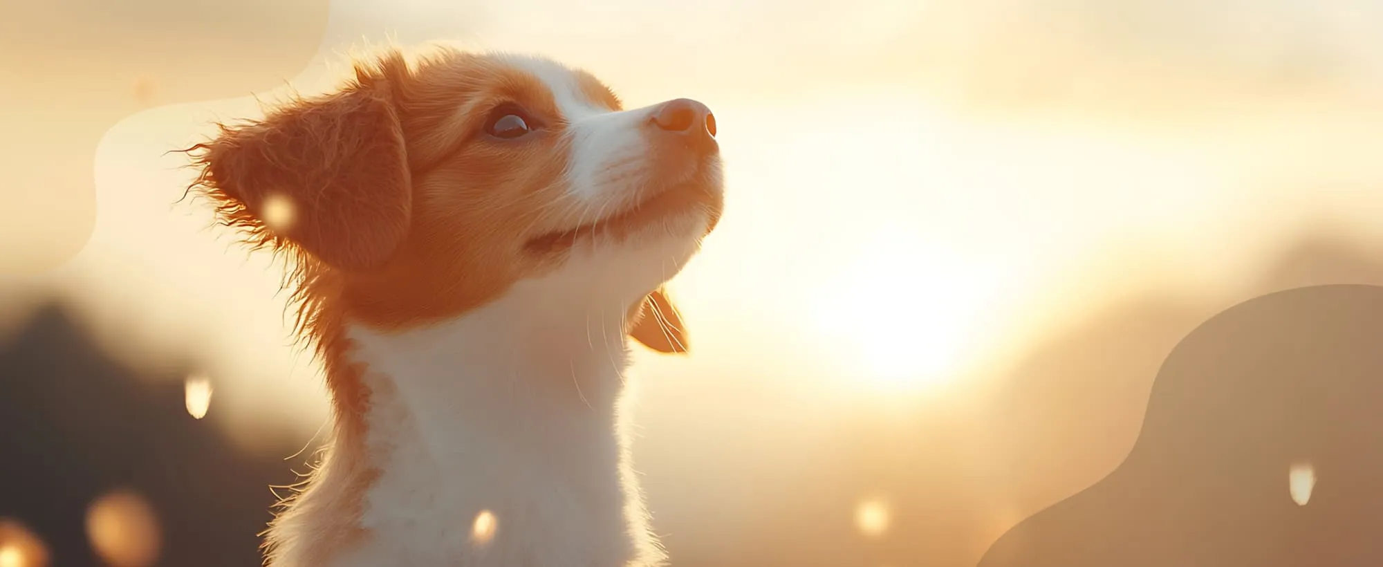沐森琳寵物沙龍行旅-寵物美容,寵物住宿,台中寵物住宿,台中寵物美容,北區寵物美容