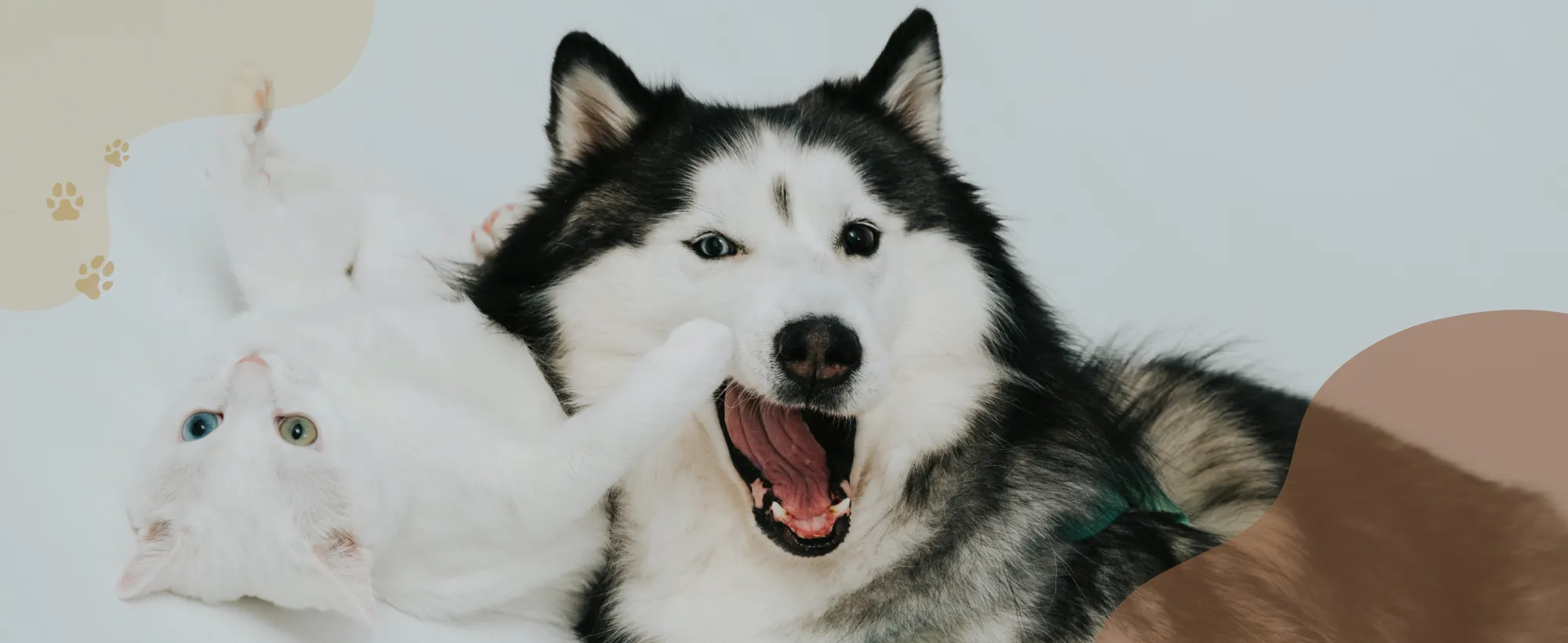 沐森琳寵物沙龍行旅-寵物美容,寵物住宿,台中寵物住宿,台中寵物美容,北區寵物美容