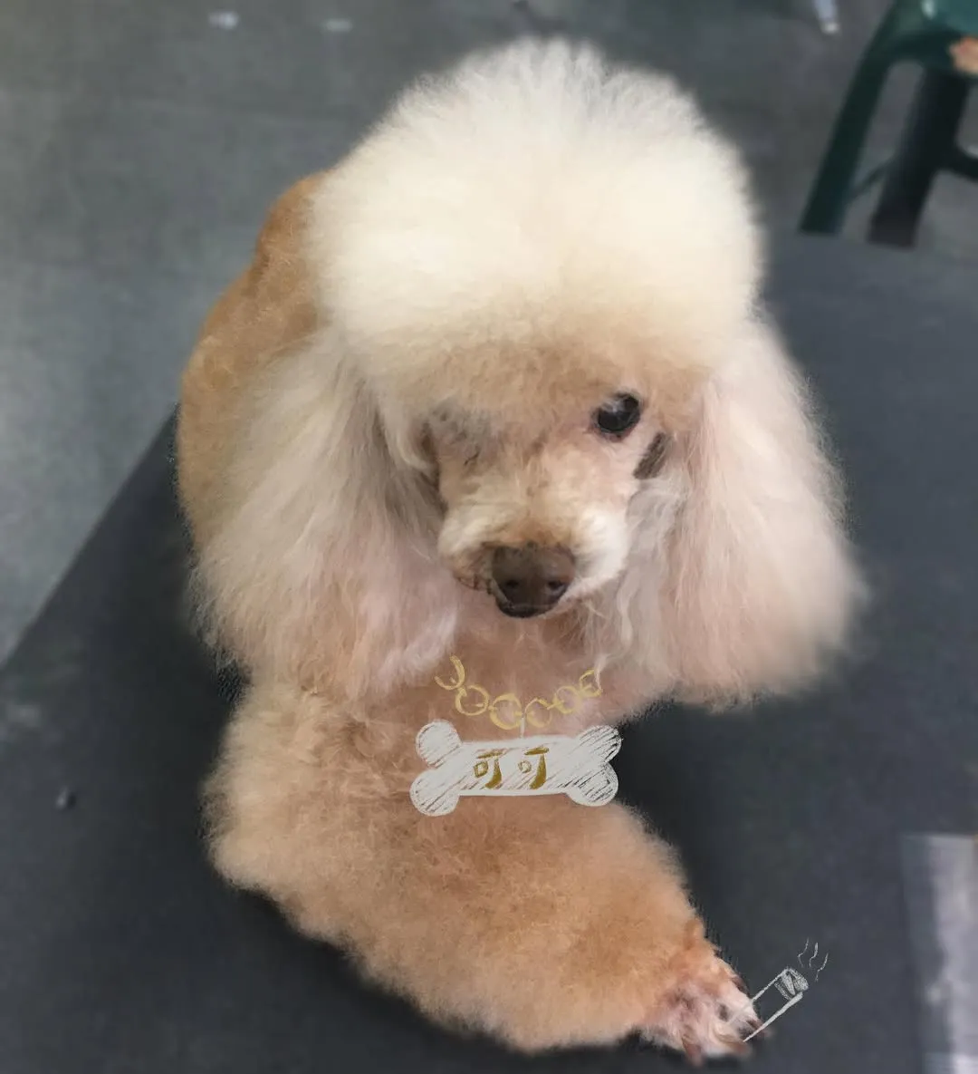 第一隻洗的狗勾