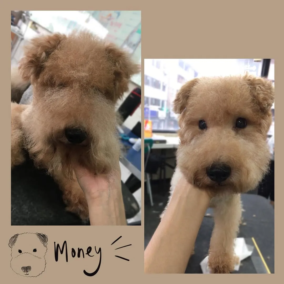 可帥可甜的湖畔梗