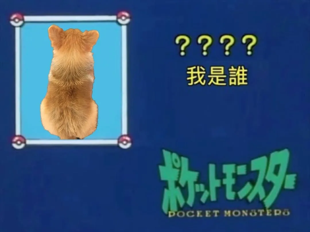 請問是柯基還是烤土司呢