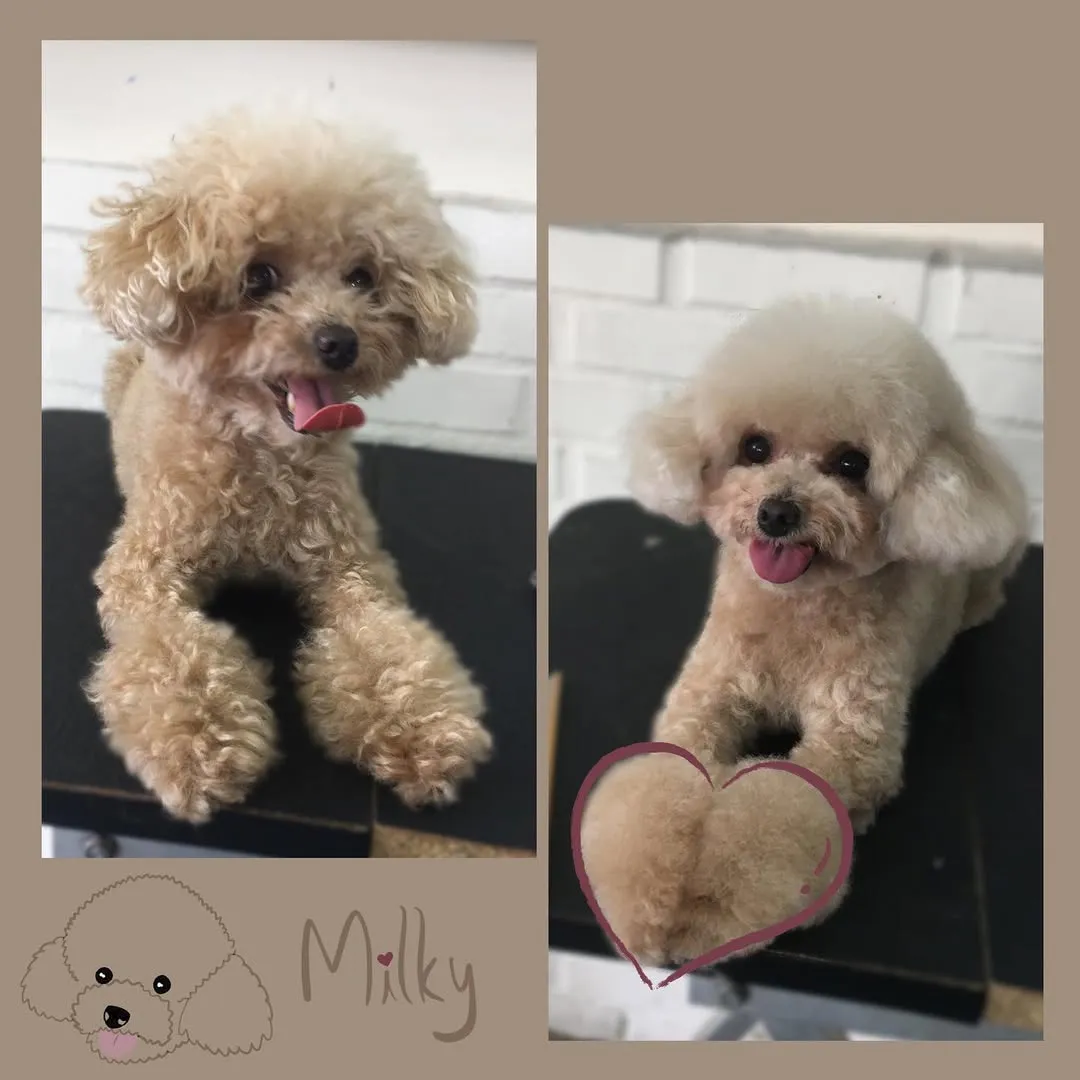 自從遇到我之後就從流浪狗勾變可愛狗勾了