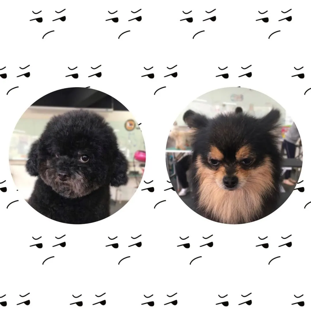 非常瞧不起我的狗勾 心靈受創