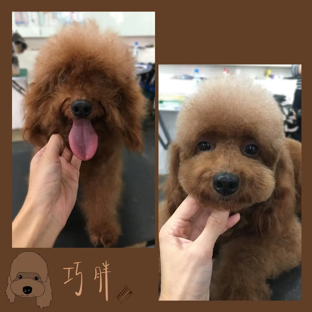 恭喜巧胖重見光明！