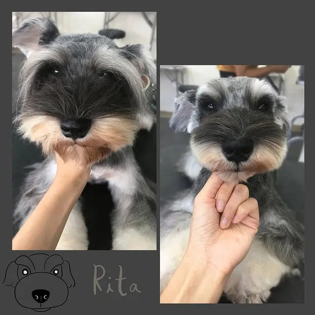 剪前長得很像長眉羅漢