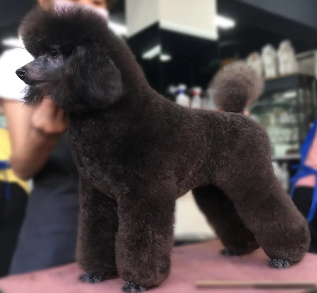 黑色的狗真的會剪到眼睛脫窗