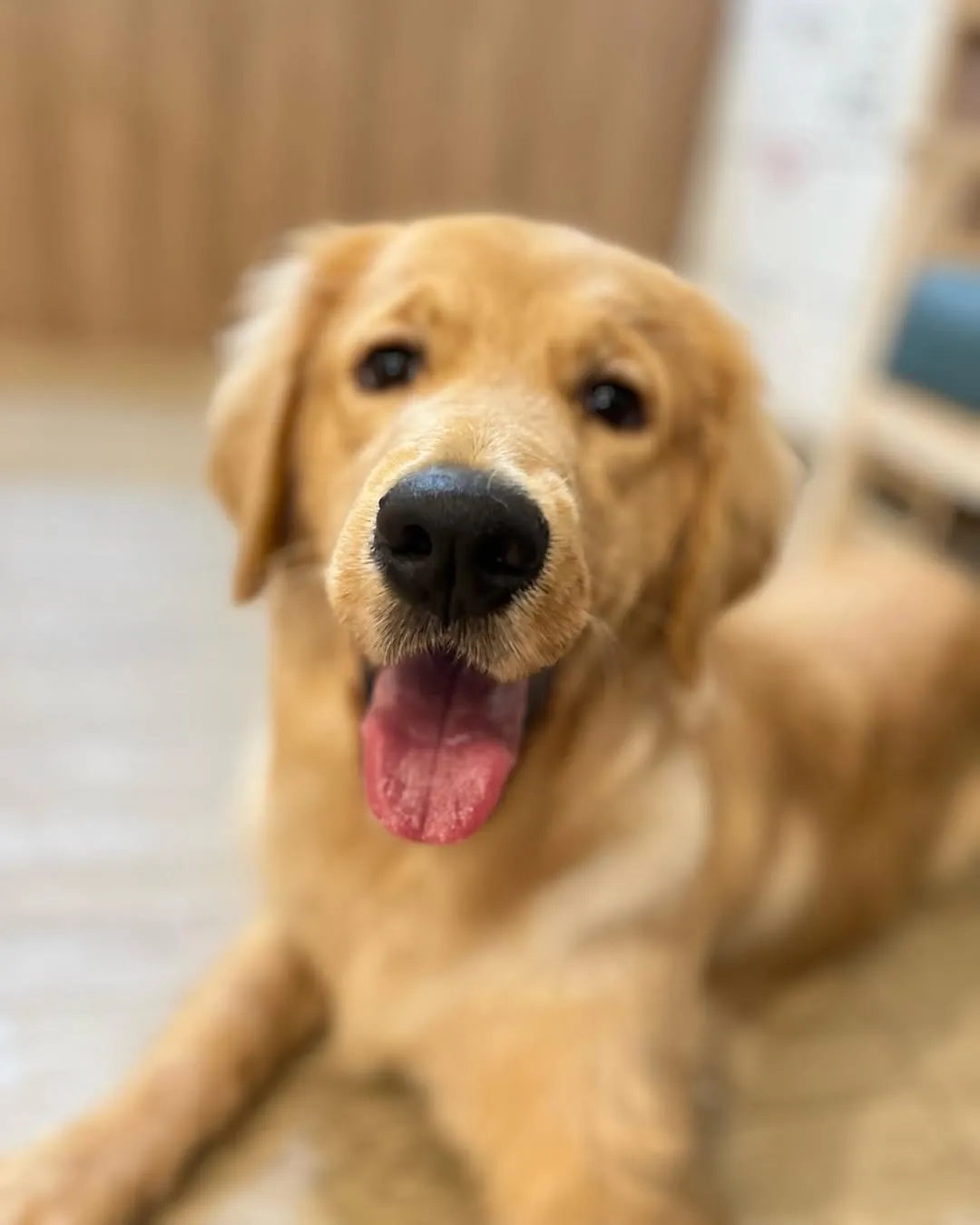 8個月的大寶寶Muse