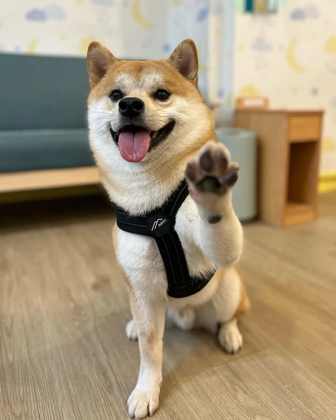 嗨！玩具給我！我叫麥麥！