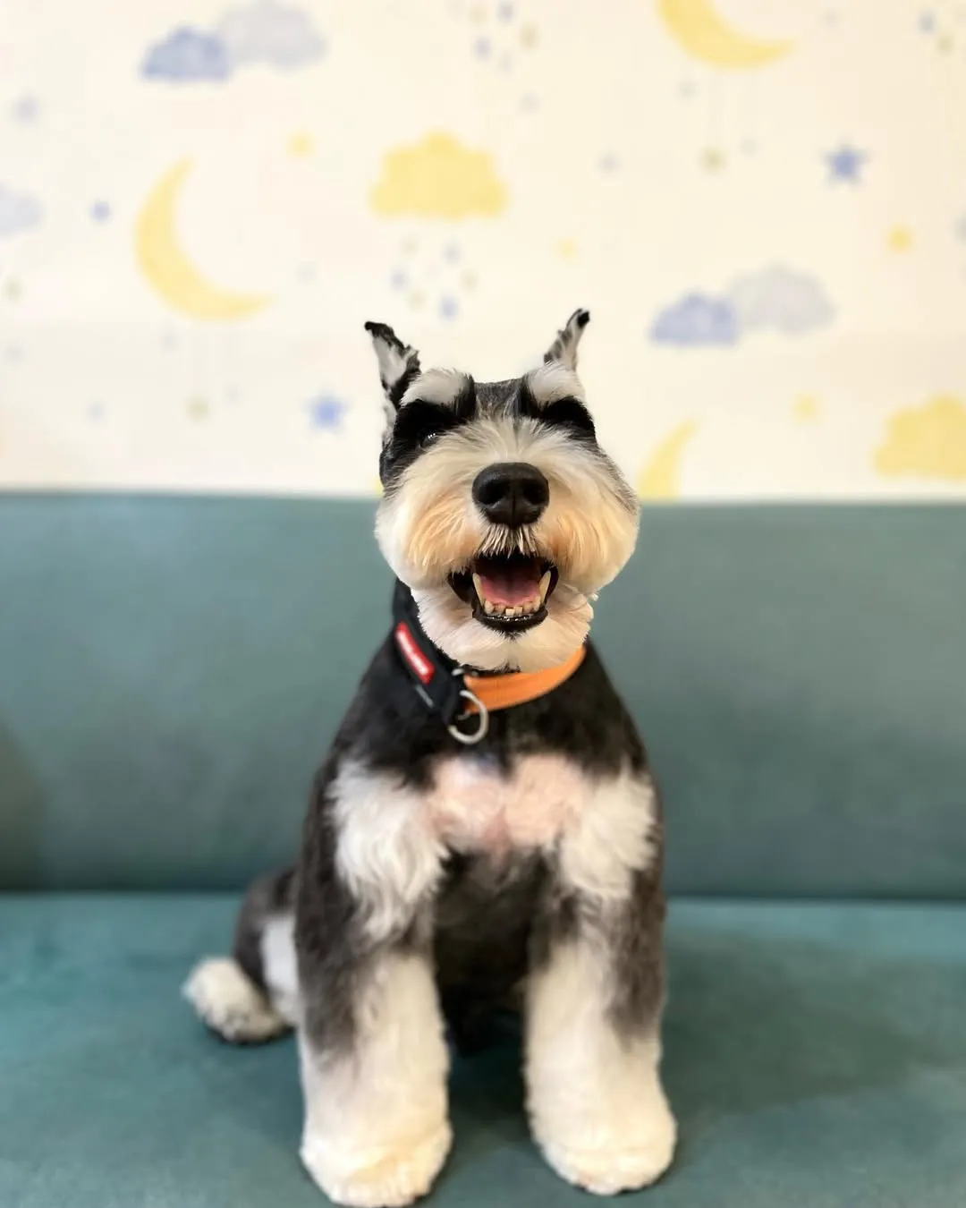 這荒廢的帳戶就用帥氣的周周復活吧！