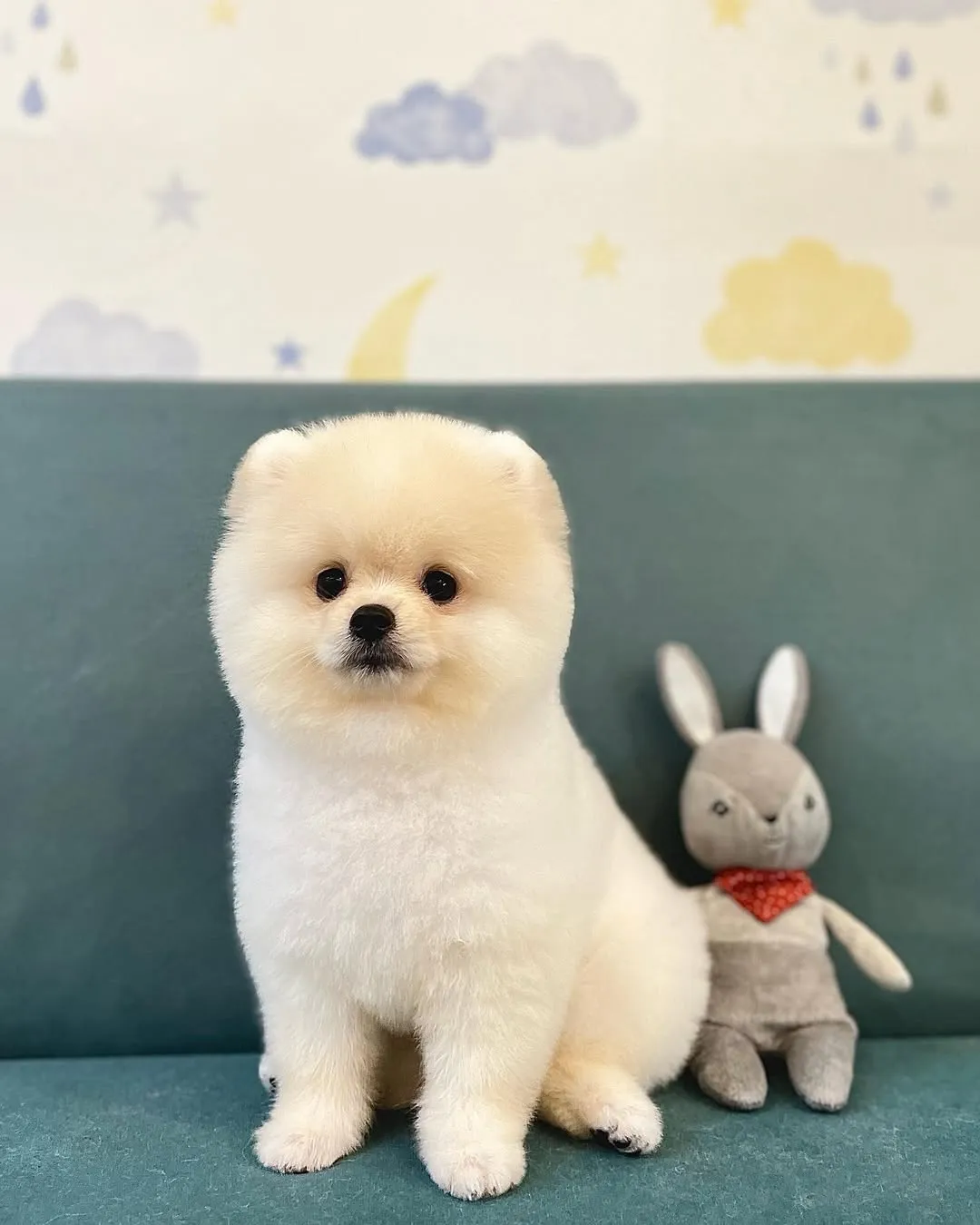 4個月大的小博美Handi