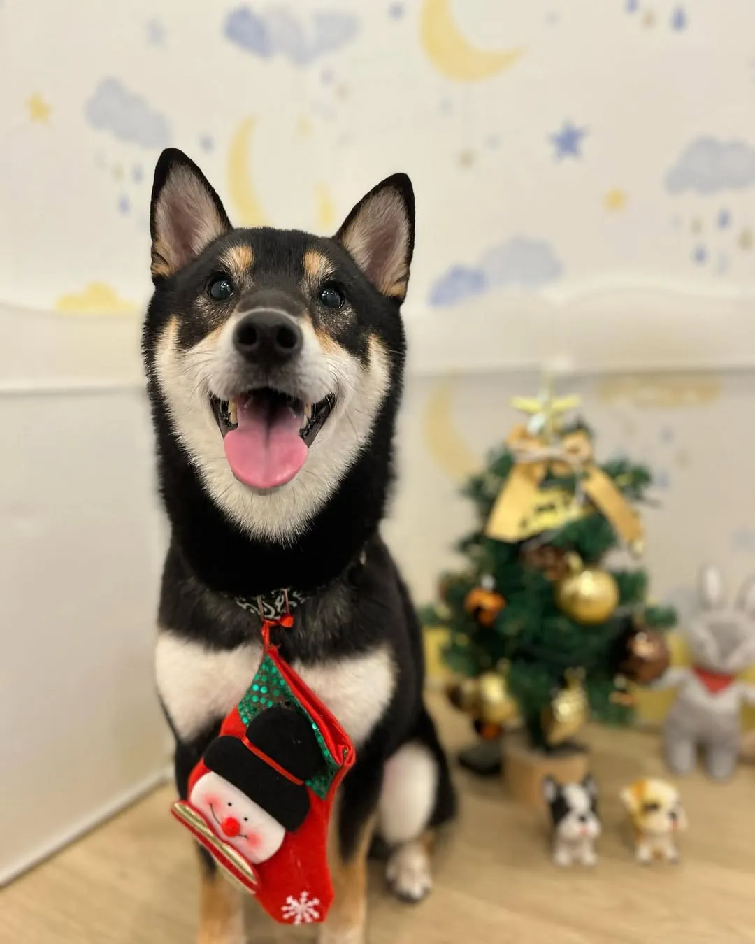 新的一年可愛狗狗們