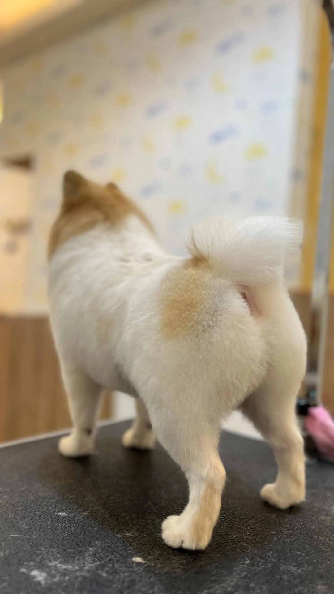 Look at me!! 我是熊熊