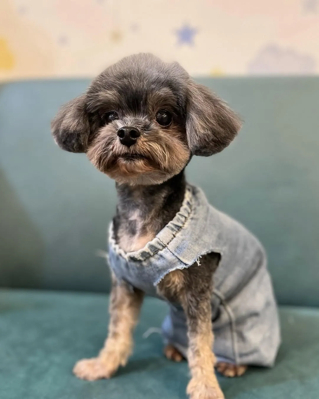 大家好，我是妞妞～