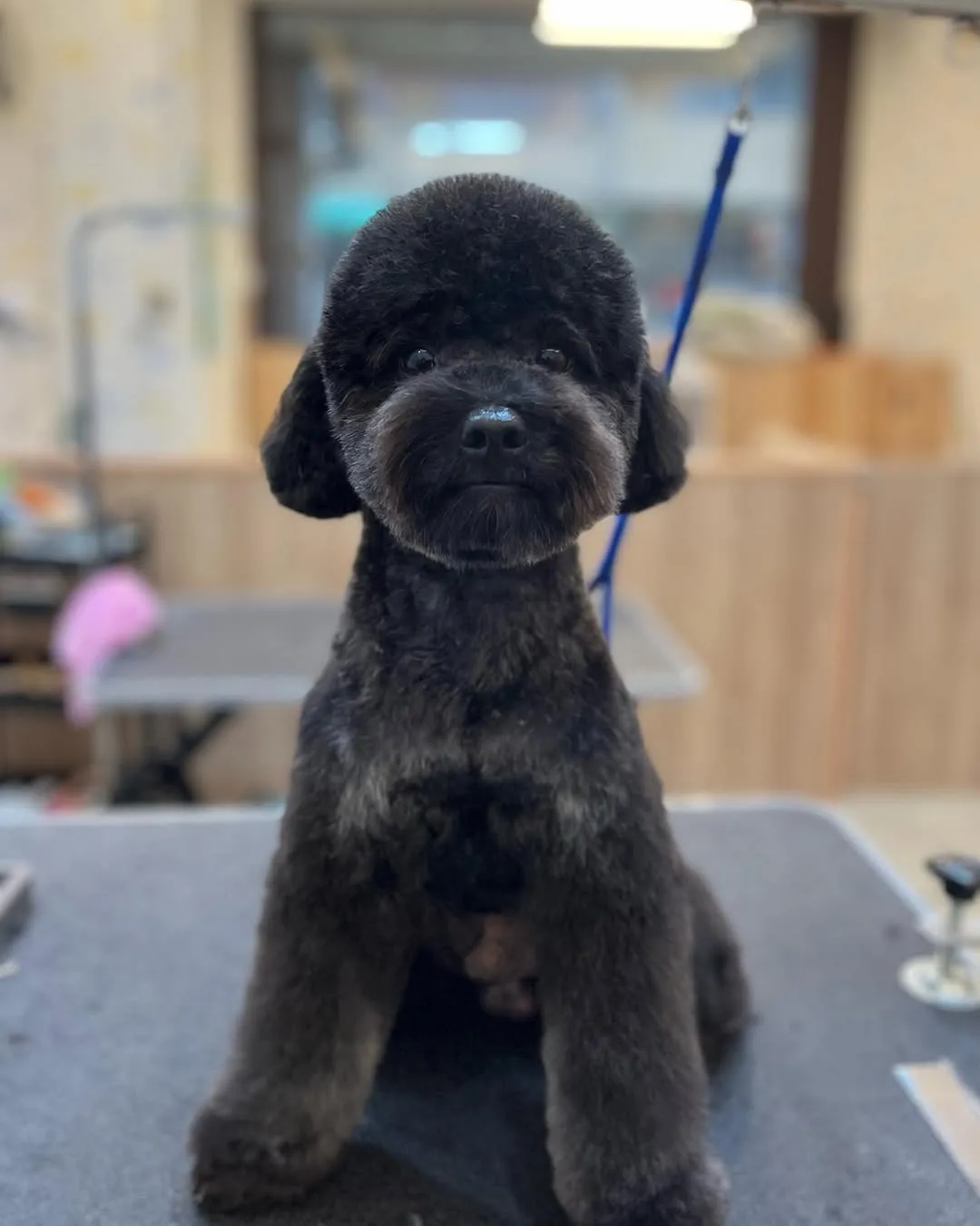 黑寶：不失禮貌的微笑