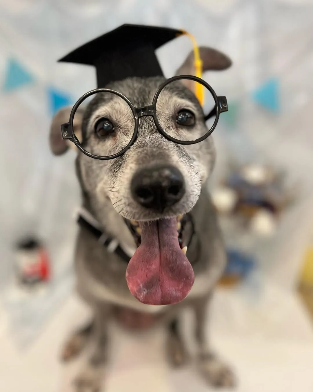 活到老學到老的Lulu戴上眼鏡和帽子看起來就像很會讀書的樣子