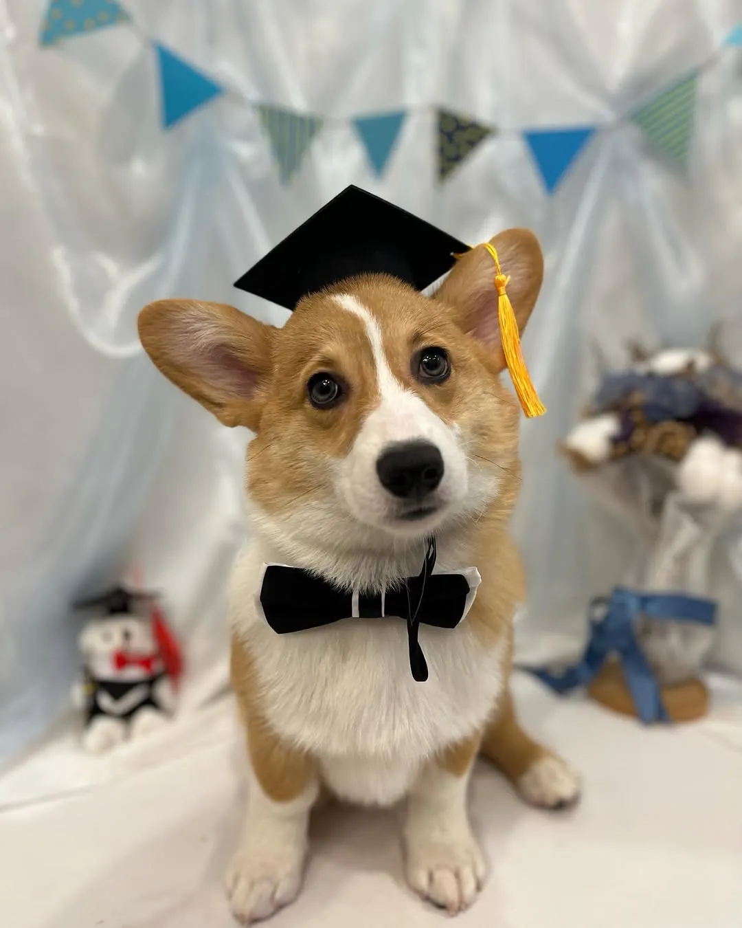 四個月的小柯基-富貴