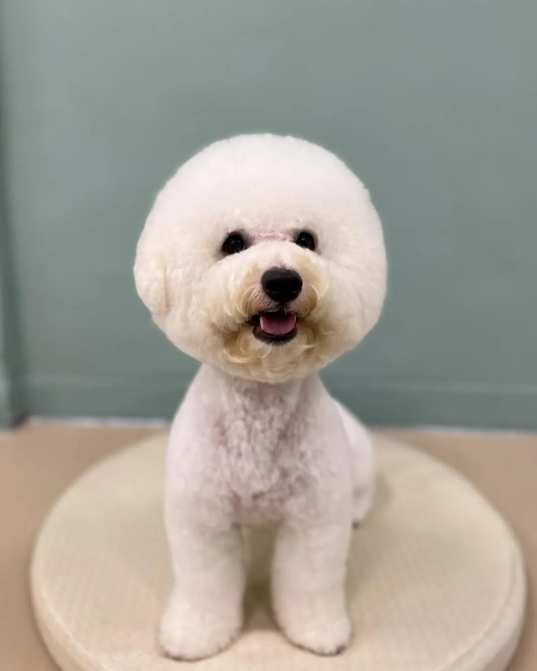 圓圓的瓦立真可愛