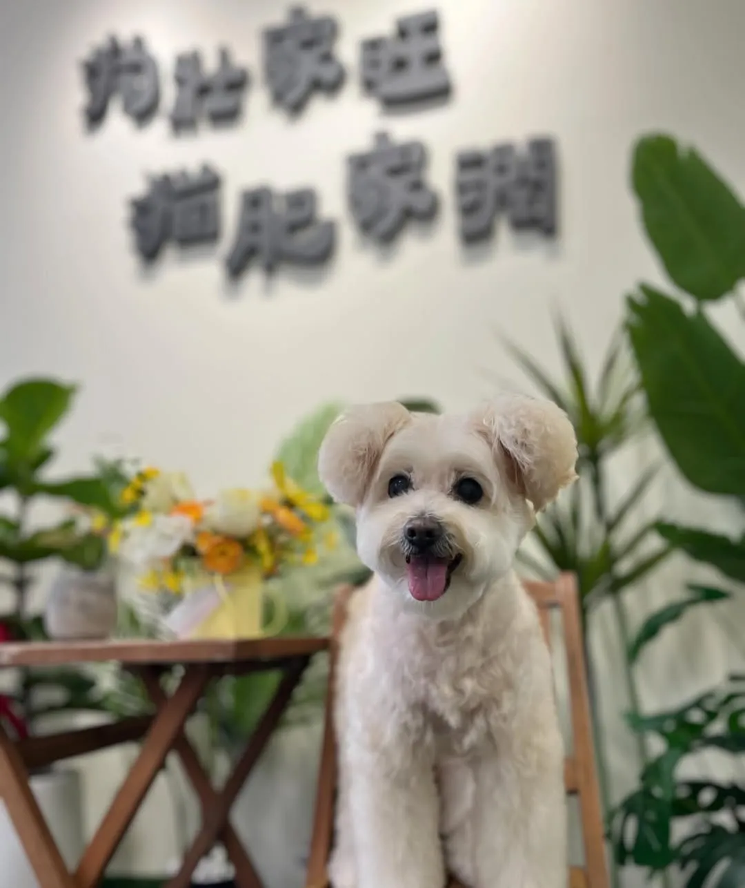 我們的老朋友甜甜又來啦～