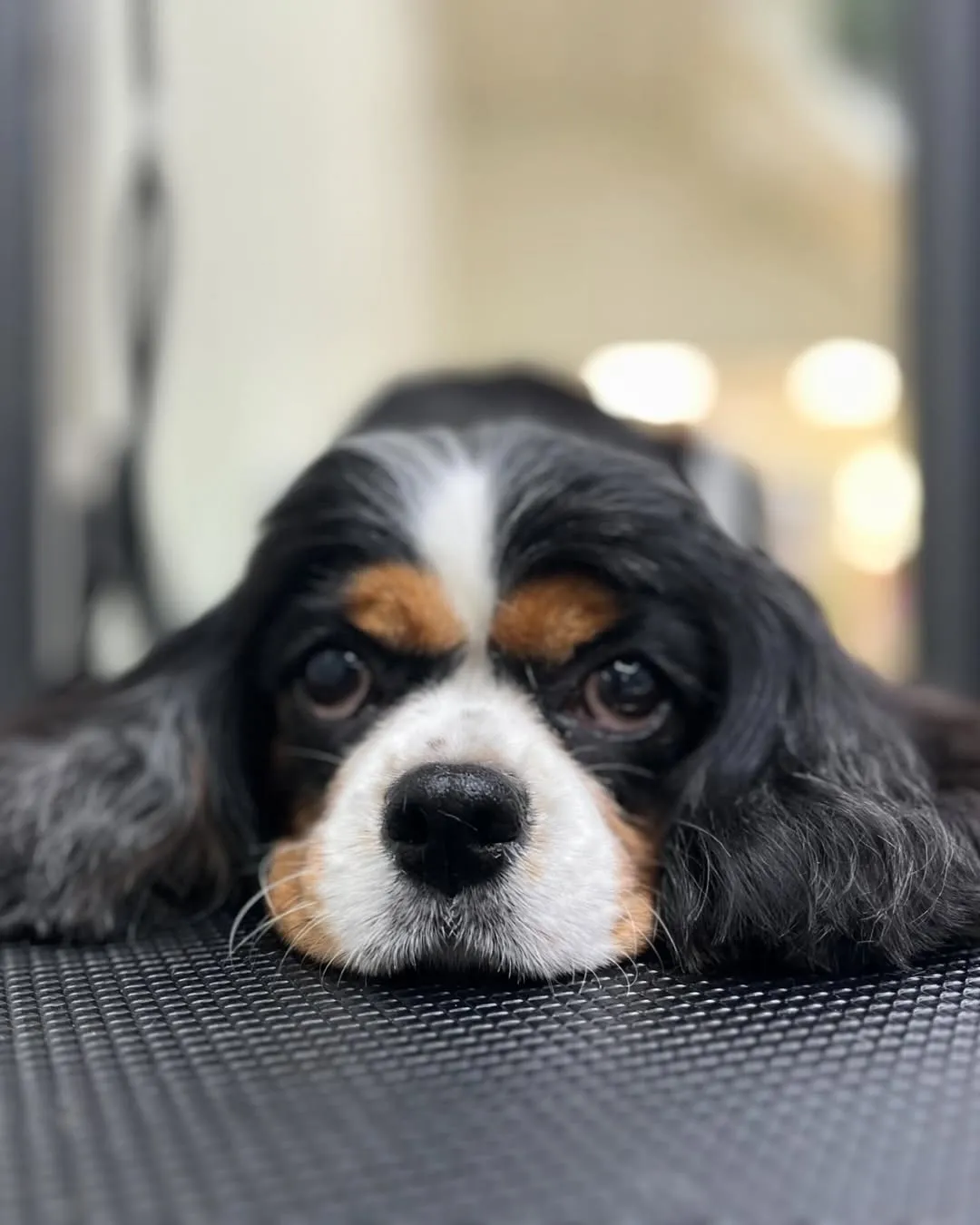 擁有水汪汪大眼睛的Dora今天不用去探險