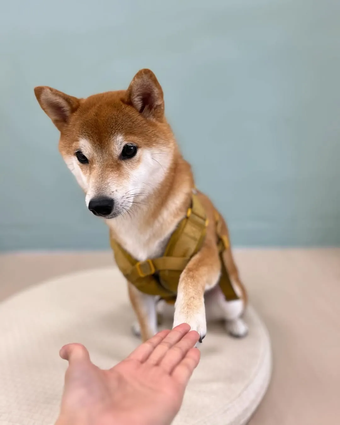 來樂樂給我手手～