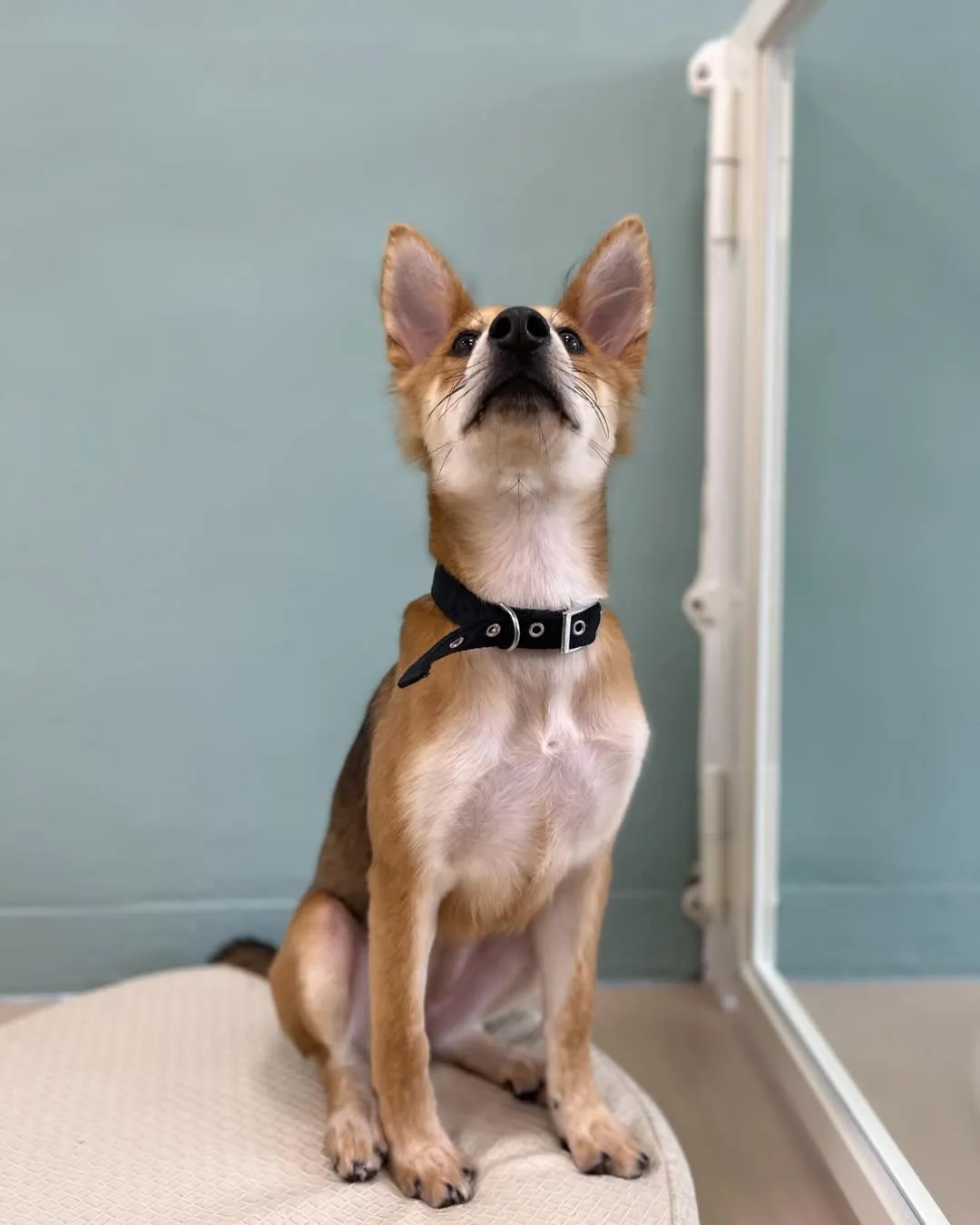 四個月就這麽帥氣