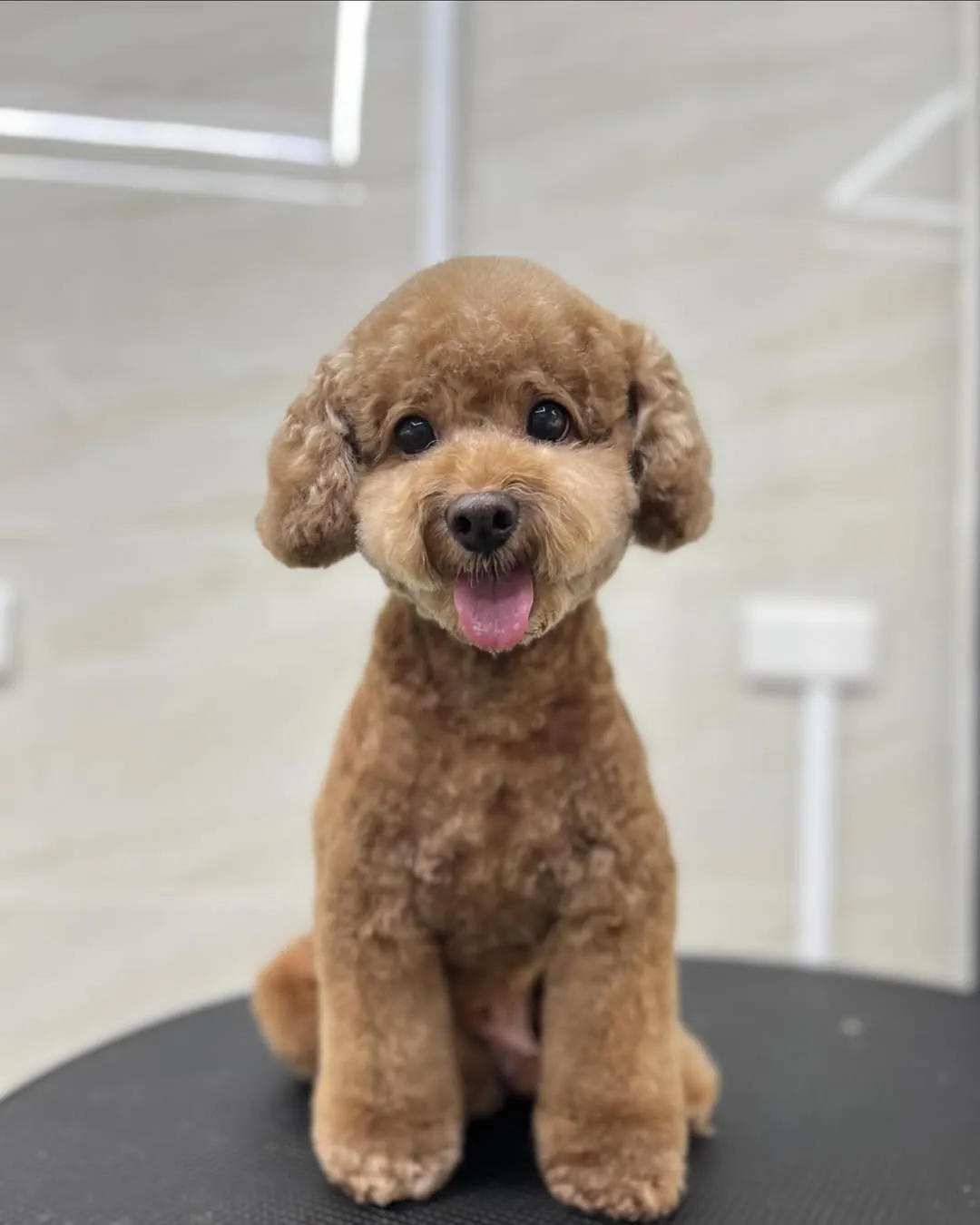 可憐巴巴，水汪汪的眼神 ?