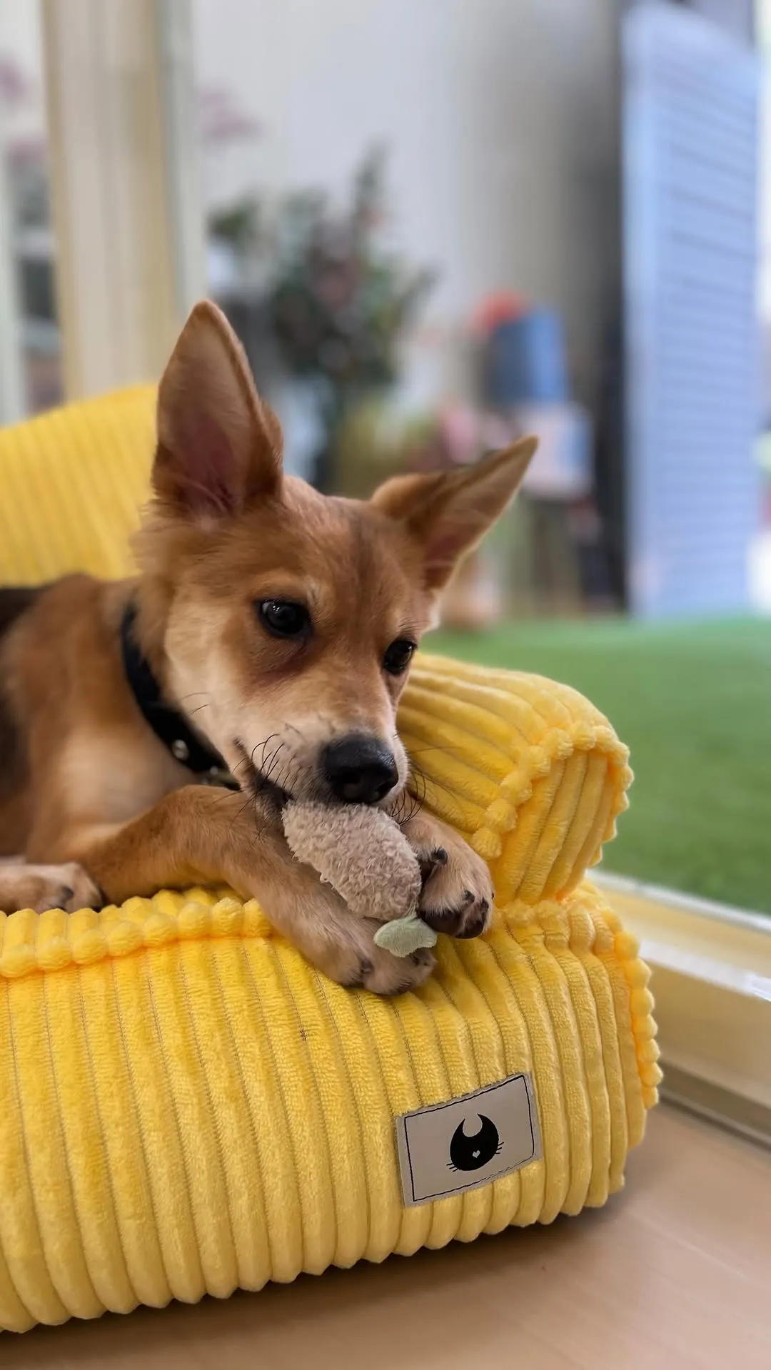 第二次來的焦糖已經很適應店內的環境了