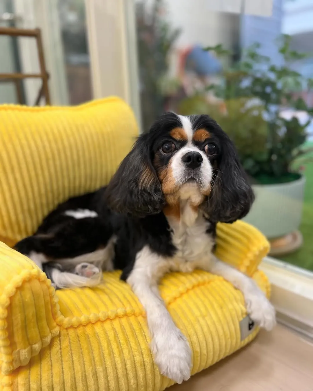 Dora總是一副不知道小腦袋瓜在想些什麼的樣子