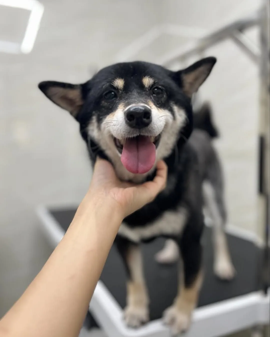 不笑卻酷酷的發財～