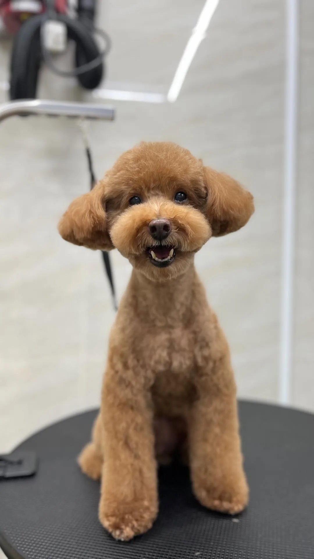 變胖了怎麼辦？節食 ❌ 剪毛 ⭕️