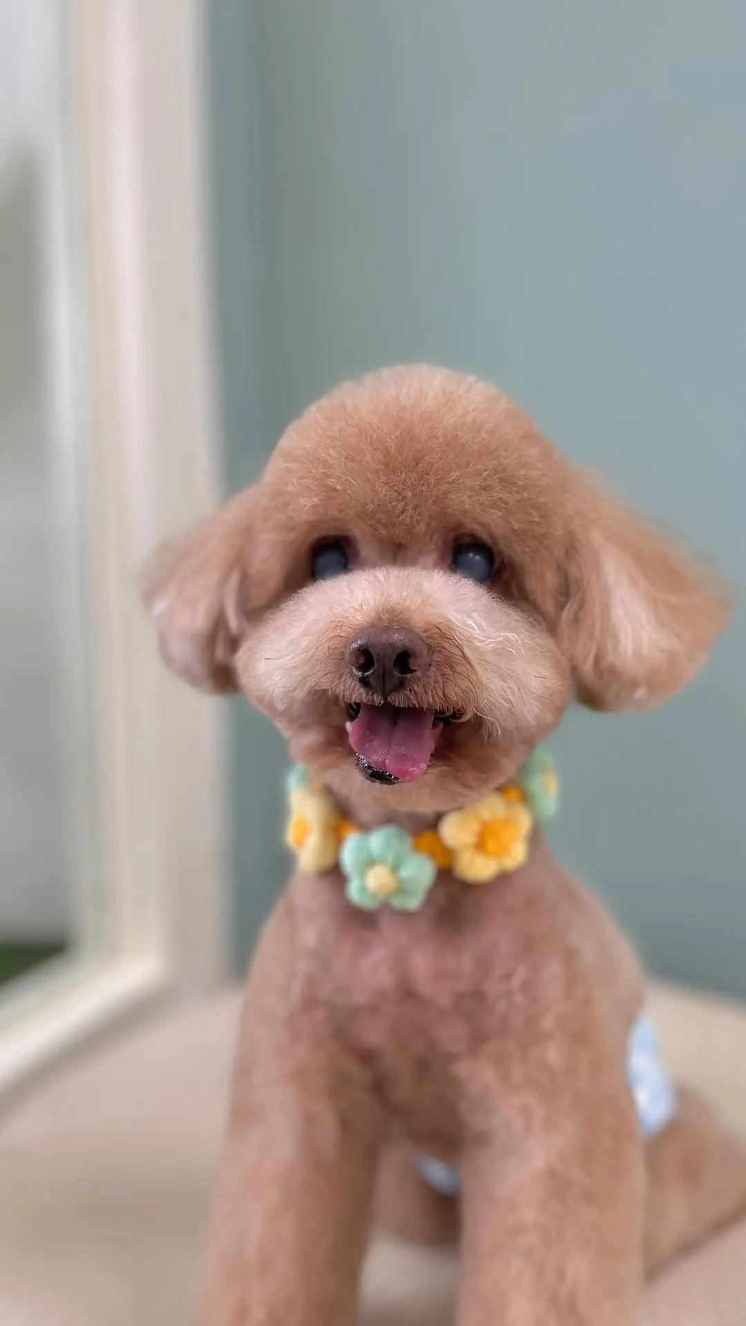 這個小可愛叫樂樂