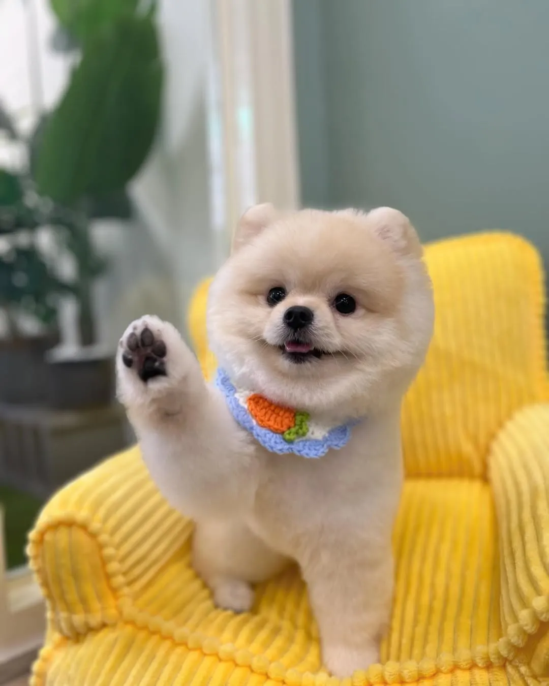 Handi表示：可愛小狗狗的爪爪都是香香的，不信你聞聞看！?