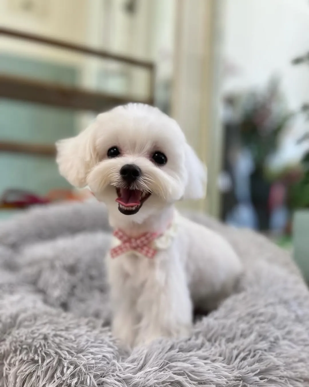 氣質第一名的小可愛 棉花糖?