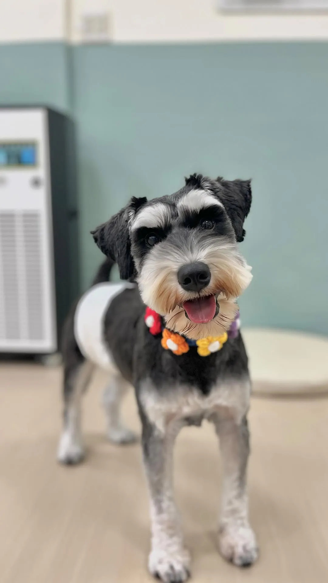 可愛的陳皮，活潑的陳皮