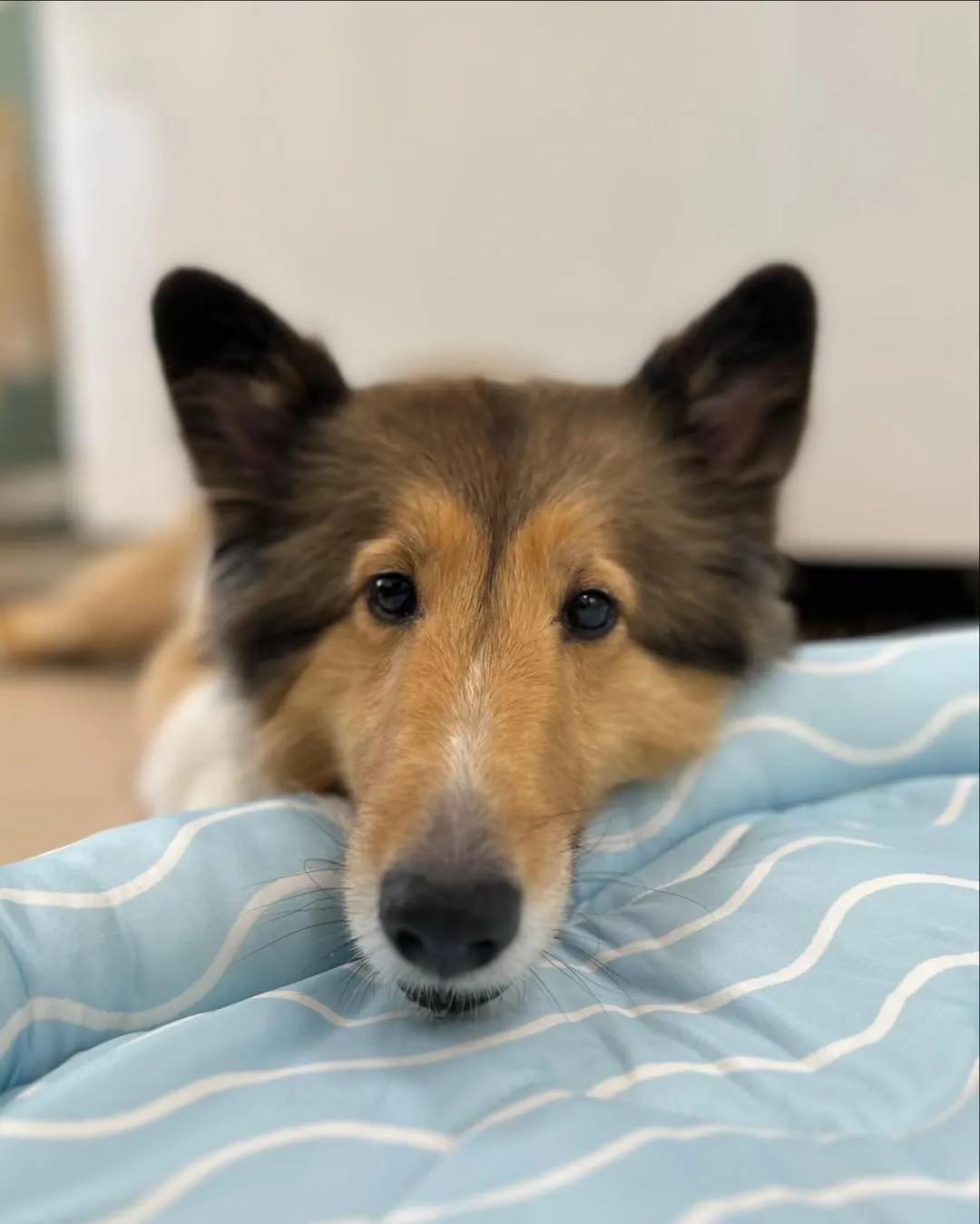 這個機靈的小可愛叫Mokulu