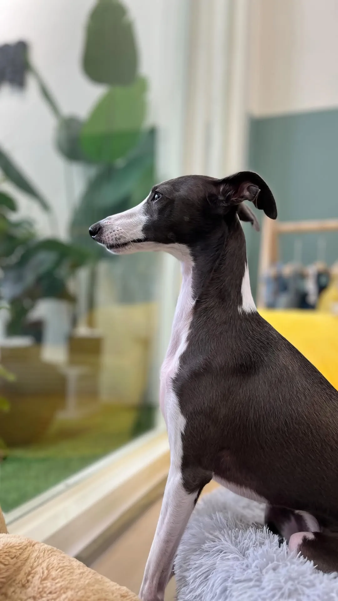 這是台灣少見的犬種 義大利靈緹