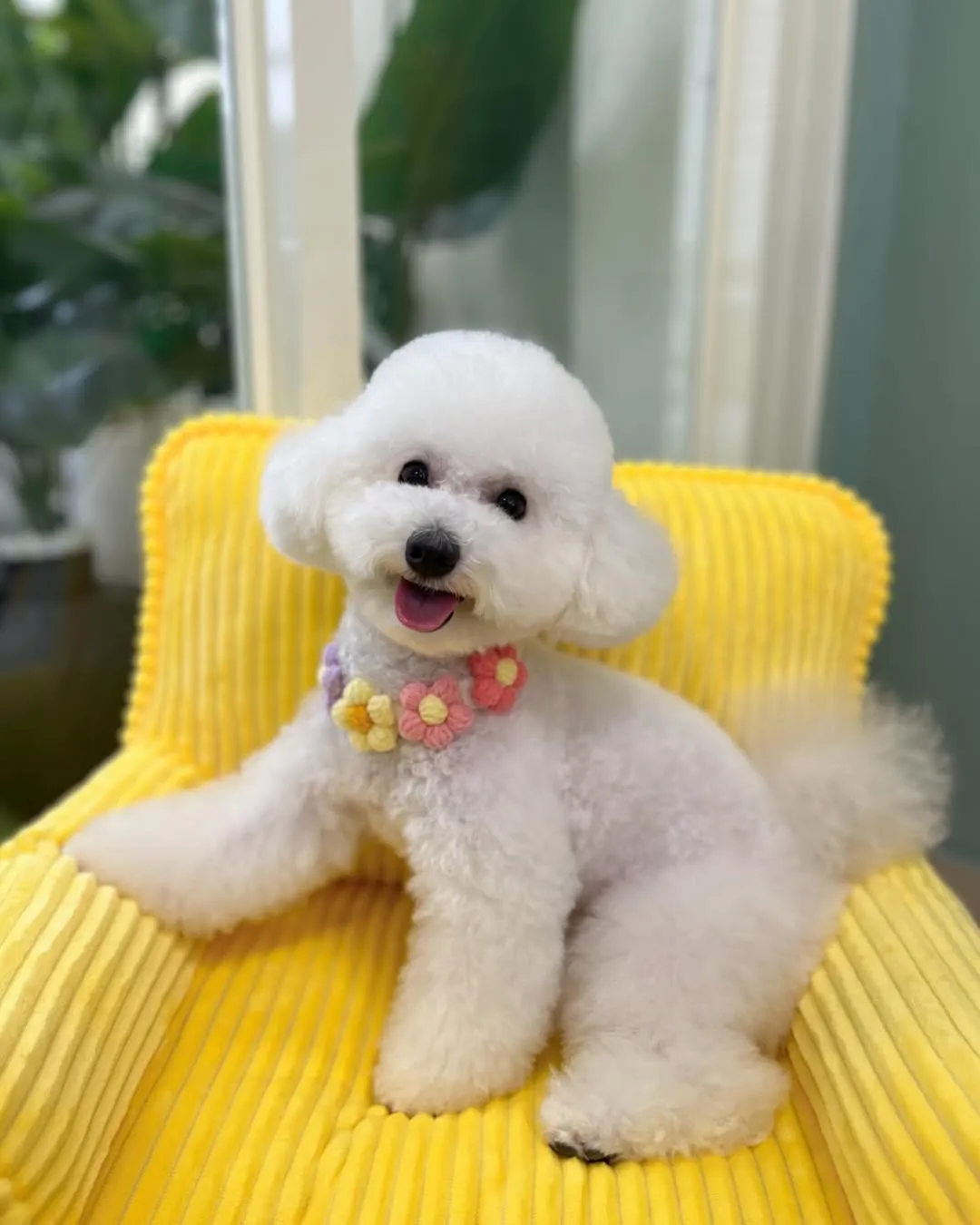 咩咩還是小朋友的時候就開始幫他美容到現在