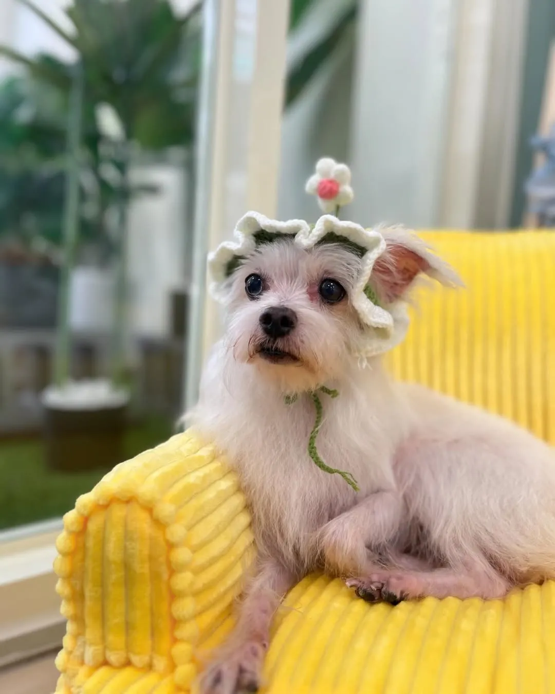 眼神充滿無辜的小白