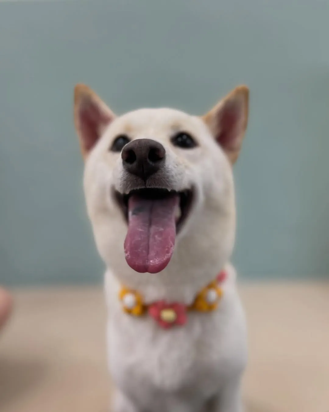 笑容燦爛 白到曝光的Wuyu